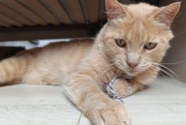 Ginger