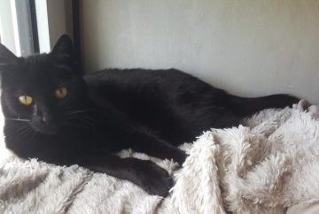 Maya