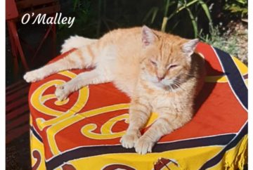O’Malley