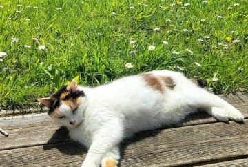 Patoune