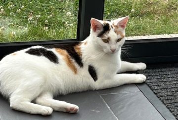 Saya