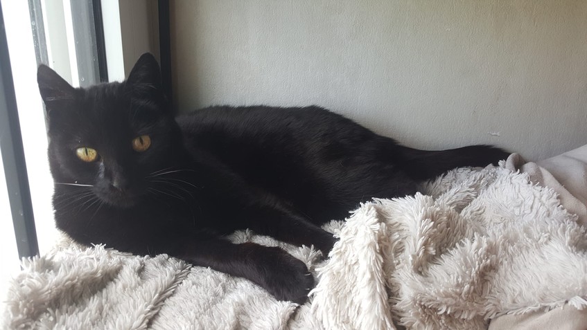 Maya