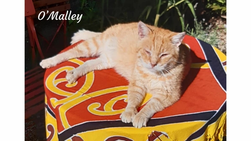 O’Malley