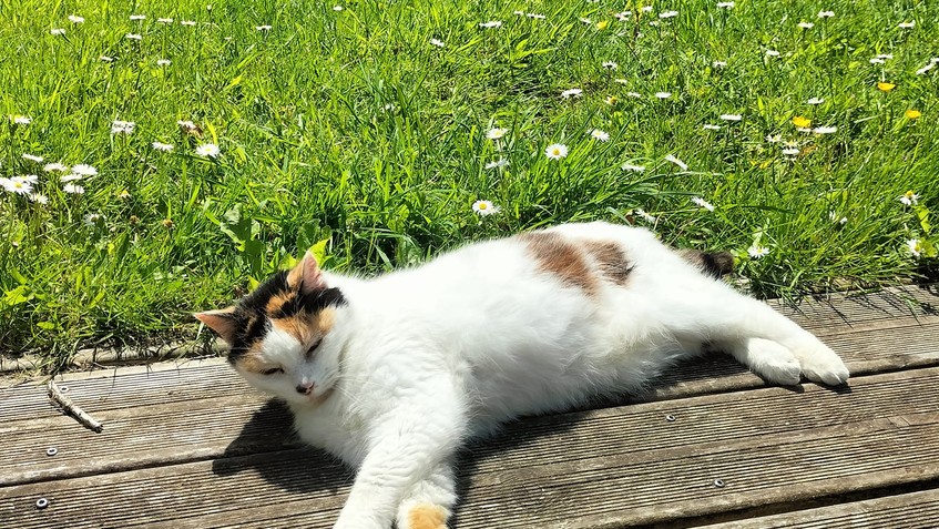 Patoune Patoune